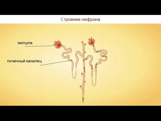 Cтроение нефрона