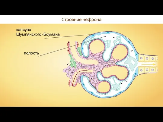 Cтроение нефрона