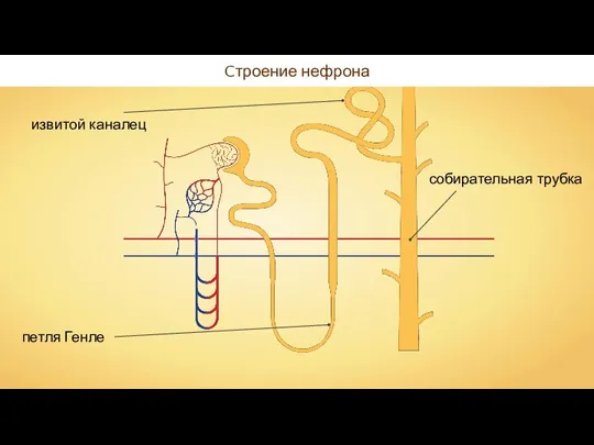 Cтроение нефрона