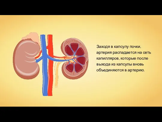 Заходя в капсулу почки, артерия распадается на сеть капилляров, которые после выхода