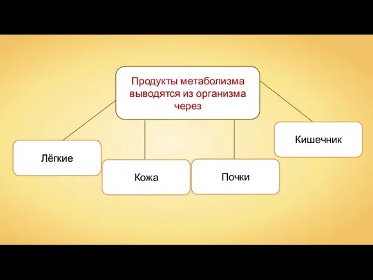 Продукты метаболизма выводятся из организма через