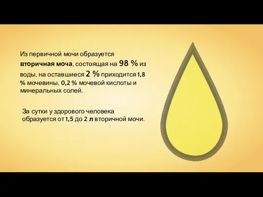 Из первичной мочи образуется вторичная моча, состоящая на 98 % из воды,