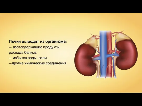Почки выводят из организма: — азотсодержащие продукты распада белков, — избыток воды, соли, —другие химические соединения.