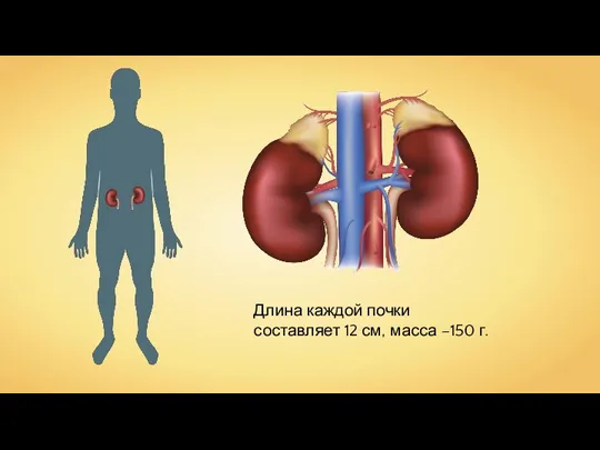 Длина каждой почки составляет 12 см, масса –150 г.