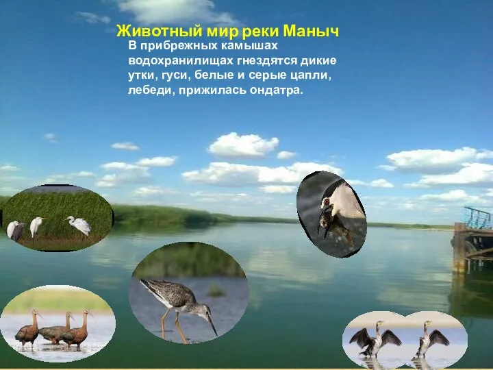 Животный мир реки Маныч В прибрежных камышах водохранилищах гнездятся дикие утки, гуси,
