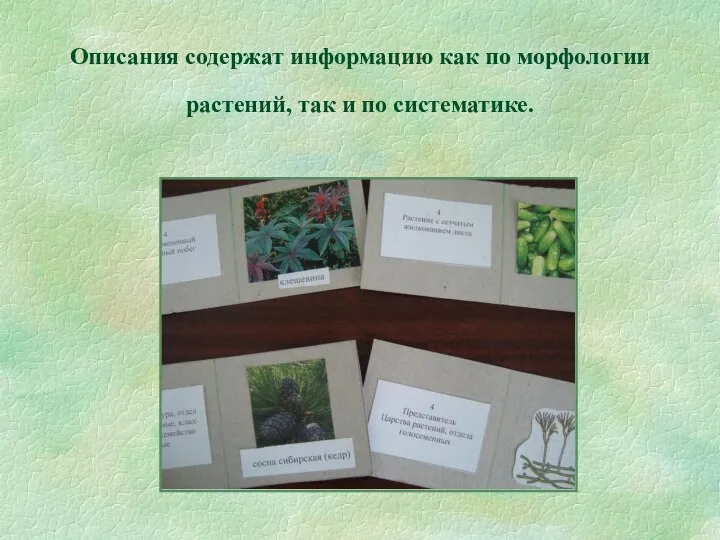Описания содержат информацию как по морфологии растений, так и по систематике.