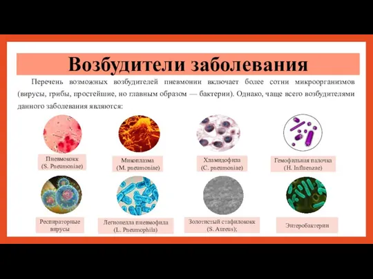 Перечень возможных возбудителей пневмонии включает более сотни микроорганизмов (вирусы, грибы, простейшие, но