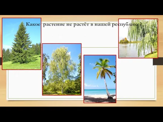 Какое растение не растёт в нашей республике?