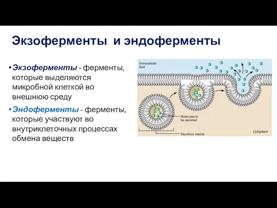 Экзоферменты - ферменты, которые выделяются микробной клеткой во внешнюю среду Эндоферменты -