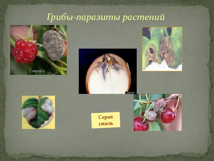 Грибы-паразиты растений Серая гниль