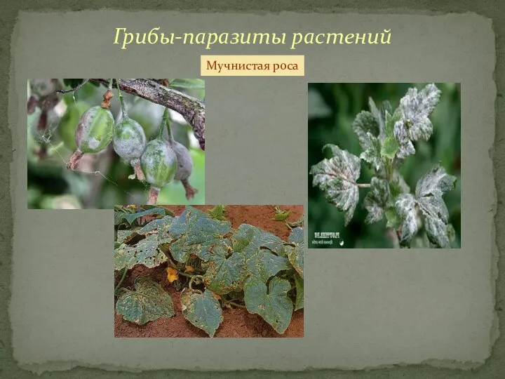 Грибы-паразиты растений Мучнистая роса