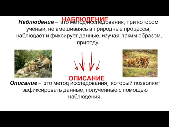 НАБЛЮДЕНИЕ Наблюдение – это метод исследования, при котором ученый, не вмешиваясь в