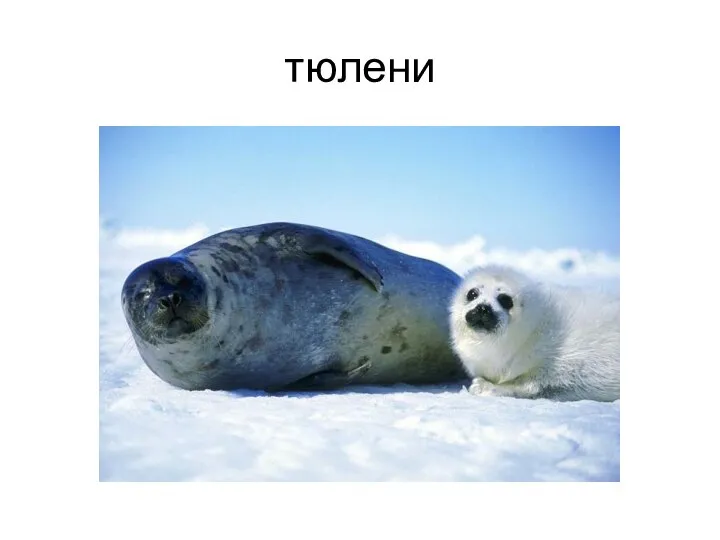 тюлени