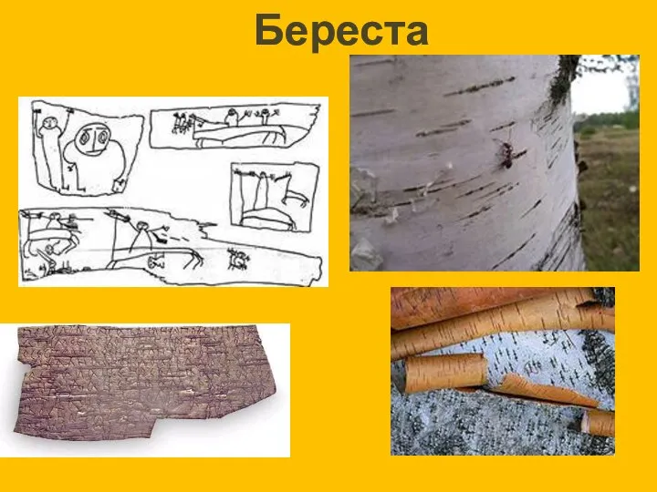 Береста