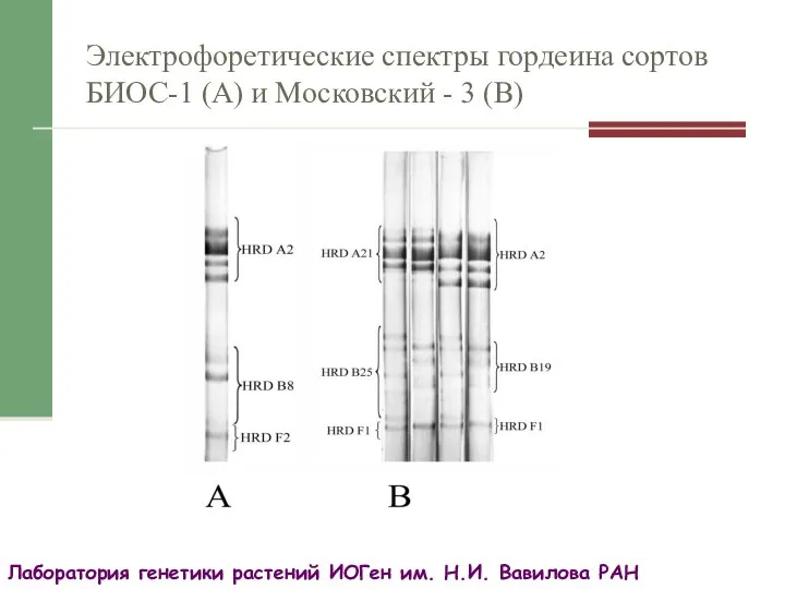 Электрофоретические спектры гордеина сортов БИОС-1 (А) и Московский - 3 (В) Лаборатория