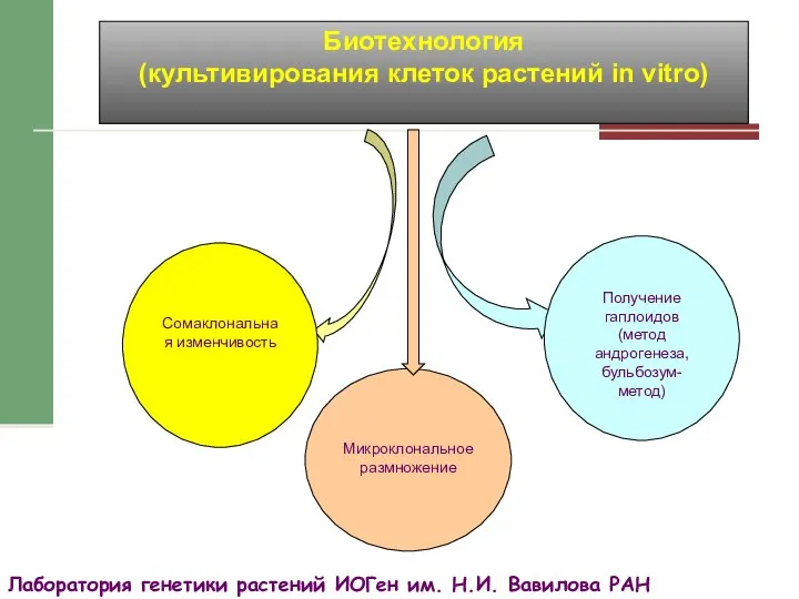 Лаборатория генетики растений ИОГен им. Н.И. Вавилова РАН Получение гаплоидов (метод андрогенеза,