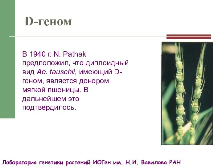 Лаборатория генетики растений ИОГен им. Н.И. Вавилова РАН D-геном В 1940 г.
