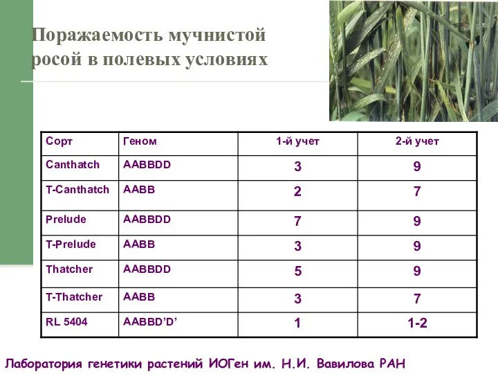 Поражаемость мучнистой росой в полевых условиях Лаборатория генетики растений ИОГен им. Н.И. Вавилова РАН