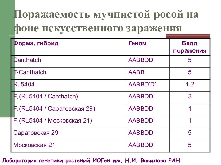 Поражаемость мучнистой росой на фоне искусственного заражения Лаборатория генетики растений ИОГен им. Н.И. Вавилова РАН