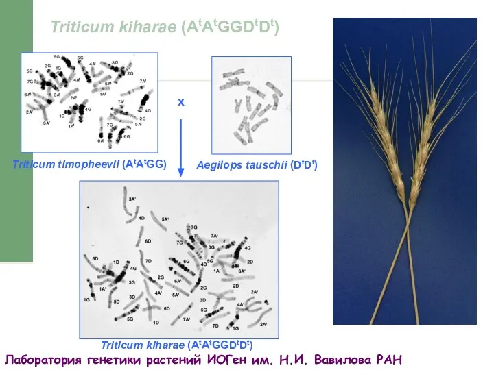 Triticum kiharae (AtAtGGDtDt) x Triticum timopheevii (AtAtGG) Aegilops tauschii (DtDt) Triticum kiharae