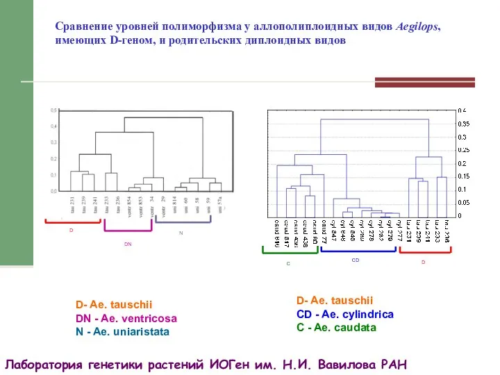 Сравнение уровней полиморфизма у аллополиплоидных видов Aegilops, имеющих D-геном, и родительских диплоидных