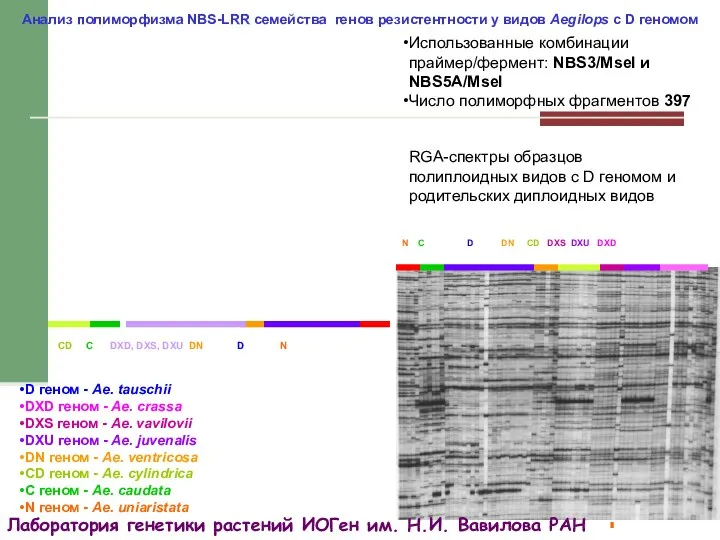 Анализ полиморфизма NBS-LRR семейства генов резистентности у видов Aegilops с D геномом