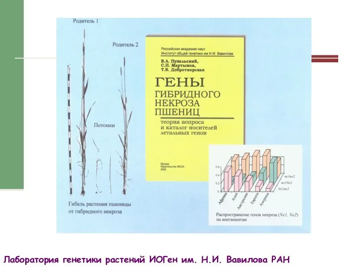 Лаборатория генетики растений ИОГен им. Н.И. Вавилова РАН