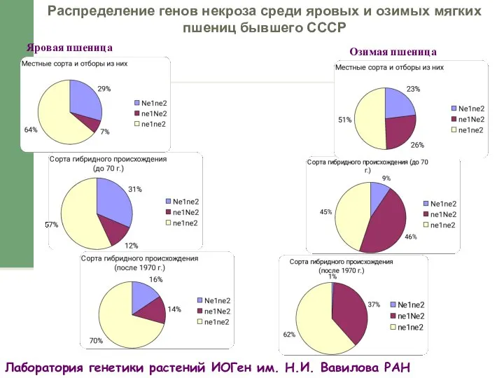 Распределение генов некроза среди яровых и озимых мягких пшениц бывшего СССР Яровая