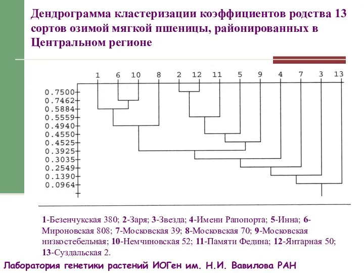 Дендрограмма кластеризации коэффициентов родства 13 сортов озимой мягкой пшеницы, районированных в Центральном