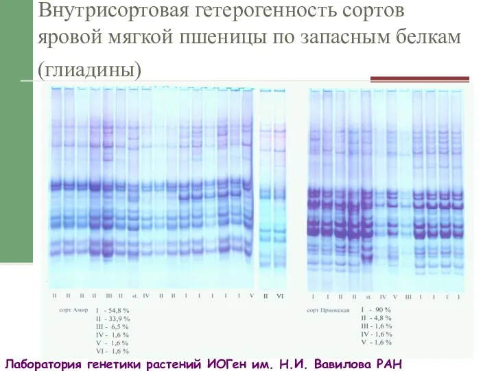 Внутрисортовая гетерогенность сортов яровой мягкой пшеницы по запасным белкам (глиадины) Лаборатория генетики