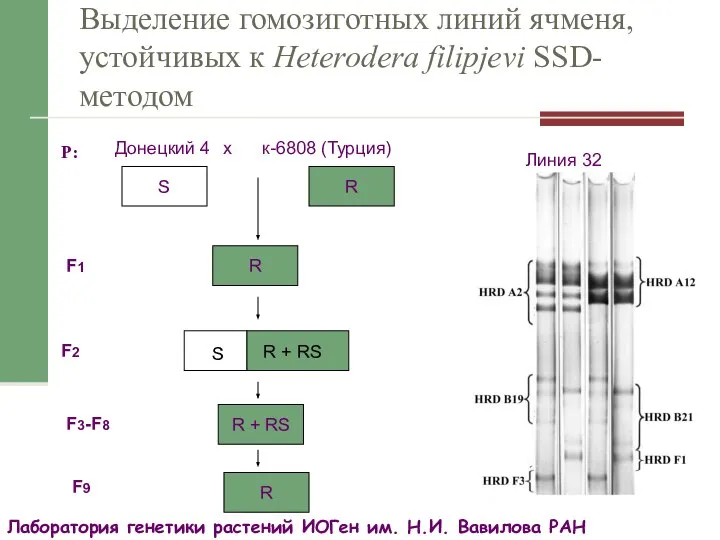 Выделение гомозиготных линий ячменя, устойчивых к Heterodera filipjevi SSD-методом S R +