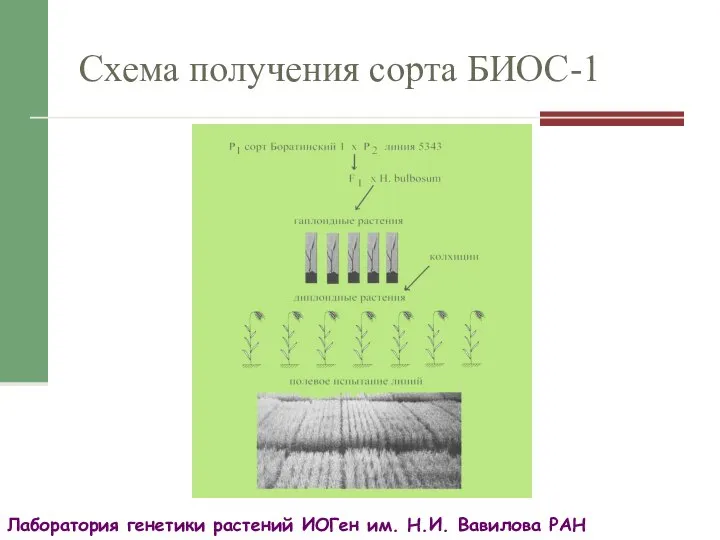 Схема получения сорта БИОС-1 Лаборатория генетики растений ИОГен им. Н.И. Вавилова РАН