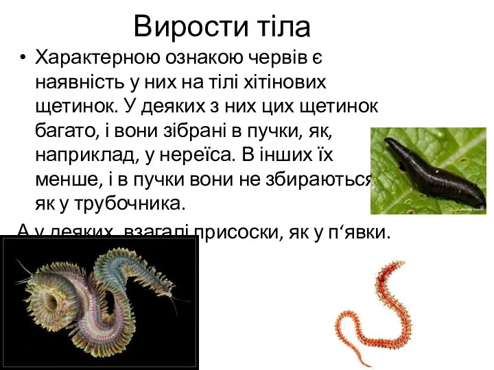 Вирости тіла Характерною ознакою червів є наявність у них на тілі хітінових
