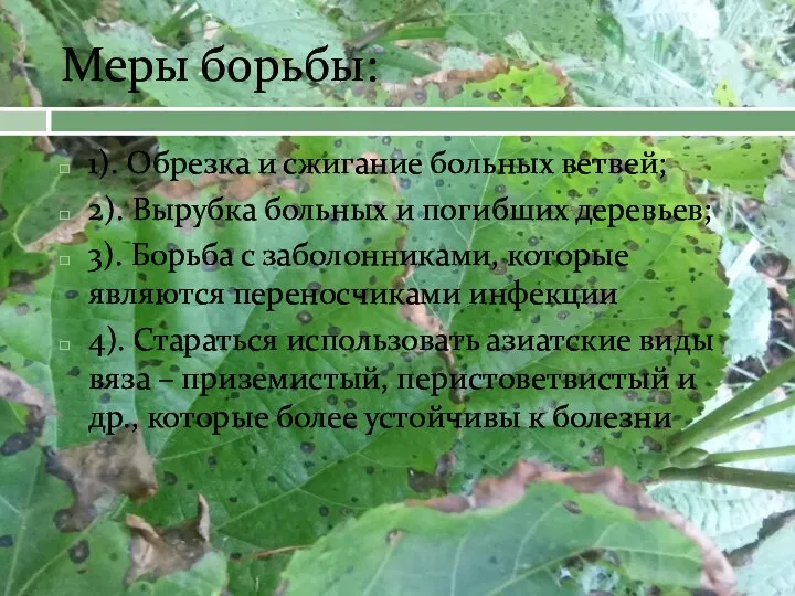 Меры борьбы: 1). Обрезка и сжигание больных ветвей; 2). Вырубка больных и