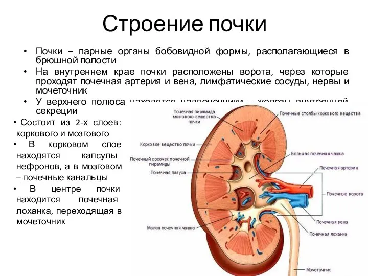 Строение почки Почки – парные органы бобовидной формы, располагающиеся в брюшной полости