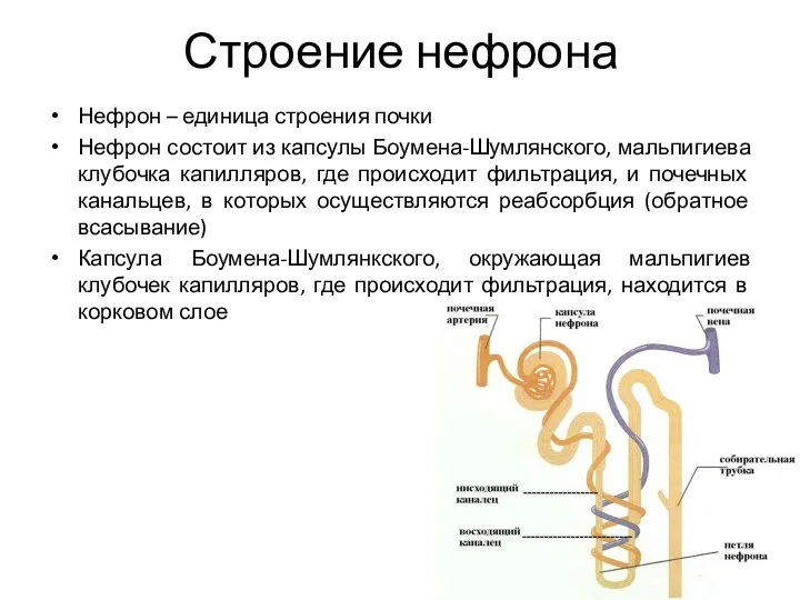 Строение нефрона Нефрон – единица строения почки Нефрон состоит из капсулы Боумена-Шумлянского,