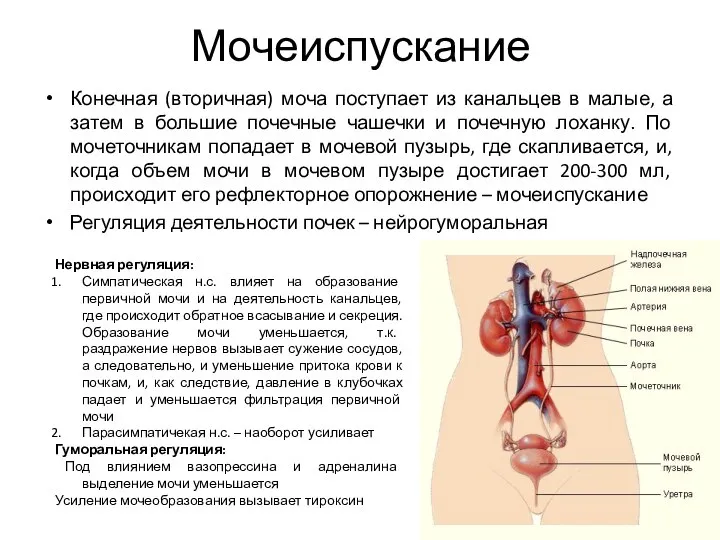 Мочеиспускание Конечная (вторичная) моча поступает из канальцев в малые, а затем в