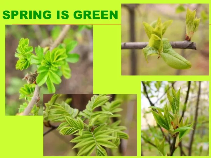 SPRING IS GREEN