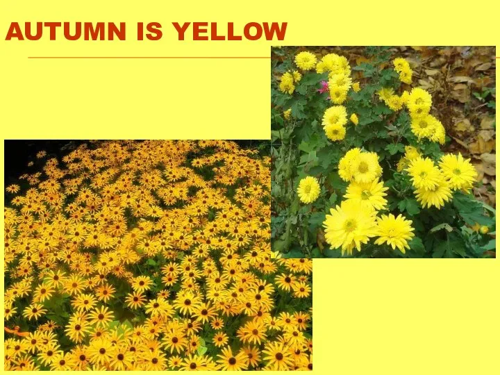 AUTUMN IS YELLOW