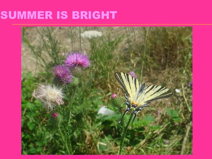 SUMMER IS BRIGHT