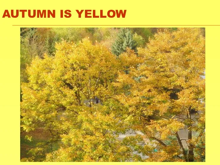 AUTUMN IS YELLOW