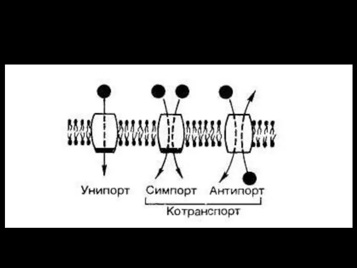 Как выглядит активный транспорт: