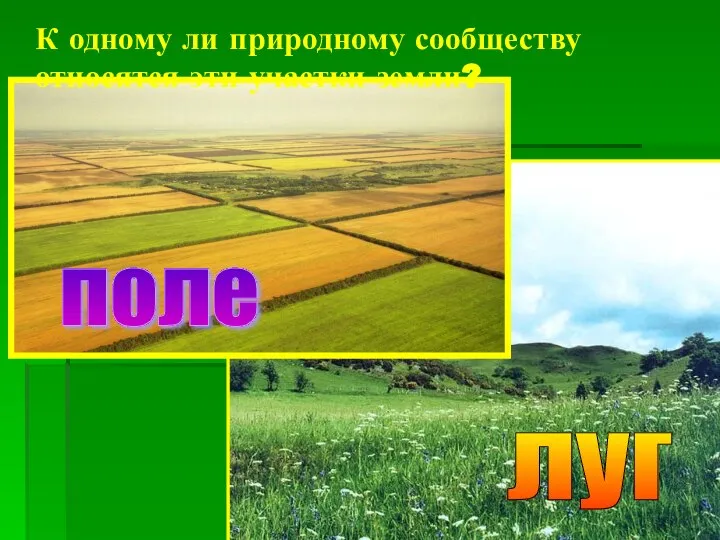 К одному ли природному сообществу относятся эти участки земли? поле луг