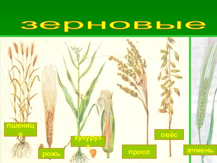 пшеница рожь кукуруза просо овёс ячмень зерновые