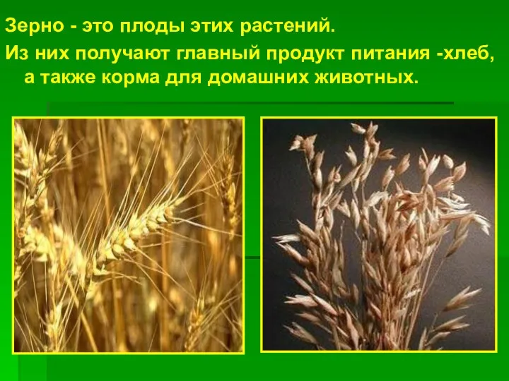 Зерно - это плоды этих растений. Из них получают главный продукт питания