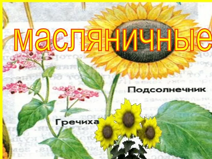 масляничные