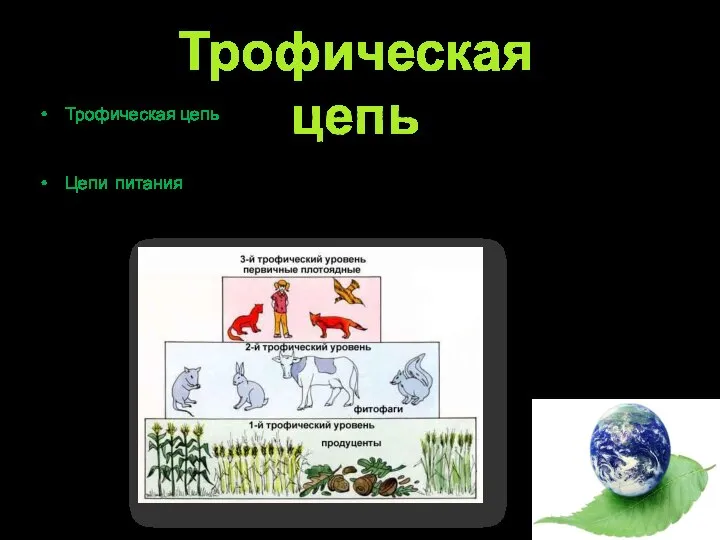 Трофическая цепь – это взаимоотношения между организмами во время переноса еды от