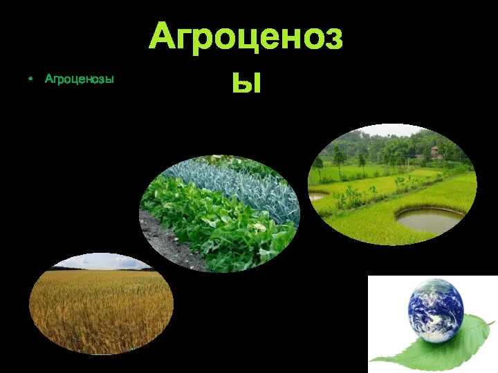 Агроценозы – молодые биоценозы, что формируются в наше время, характеризуются видовой бедностью