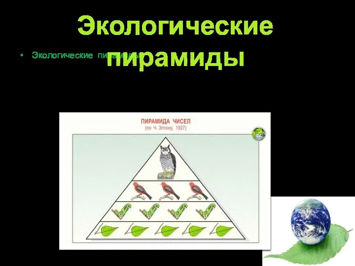 Экологические пирамиды – пирамиды биомассы, чисел или энергии, которые отображают уменьшение этих