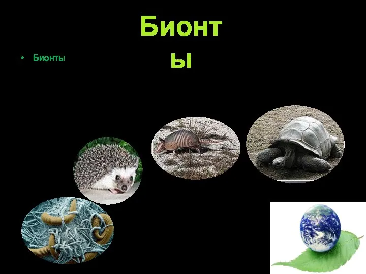 Бионты – организмы, которые в ходе эволюции приспособились к существованию в определенной